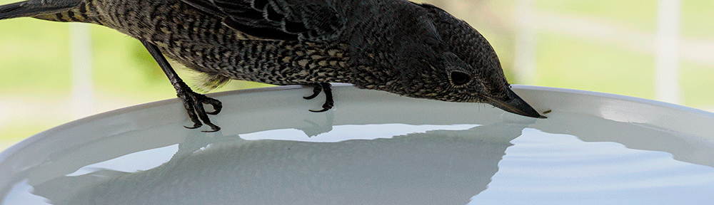 Kosaikobo's Photo Gallery site