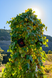 グリーンモンスター