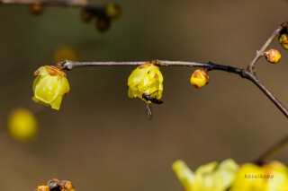 ロウバイとハナアブ