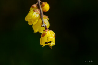 ロウバイとハナアブ