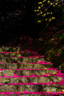 サザンカとロウバイ
