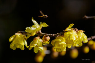 ロウバイとハナアブ