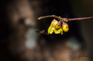 ロウバイとハナアブ