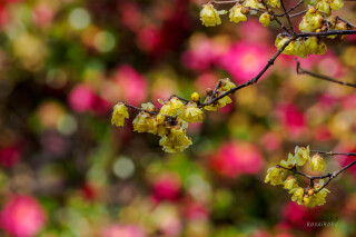 ロウバイとサザンカ