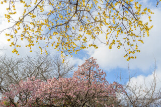 ロウバイと寒桜