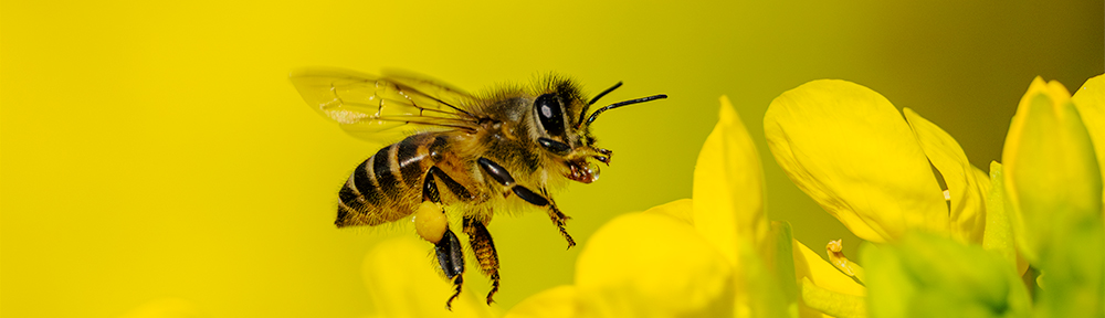 Kosaikobo's Photo Gallery site