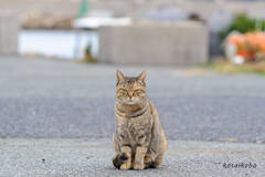 猫ちゃん