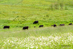 牛の見える風景
