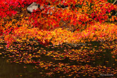 池に浮かぶ紅葉と紅葉