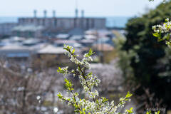 すももの花