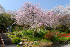 枝垂桜
